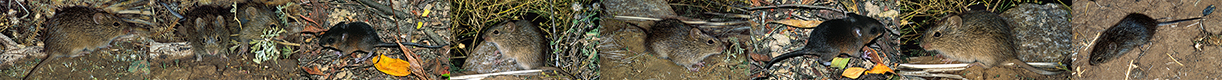 Sigmodontinae